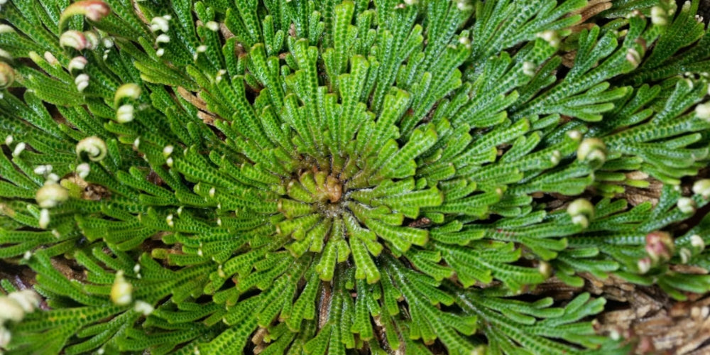 The Natural Anti-Ageing Skincare Secret: The Benefits of Rose of Jericho
