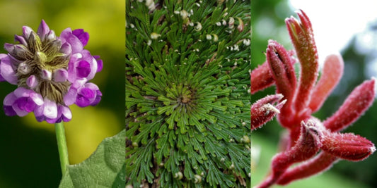 PURE, No Compromise: THE INIKA ORGANIC DIFFERENCE