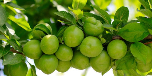 Vitamin C Powerhouse: Unlock Radiant Skin Naturally